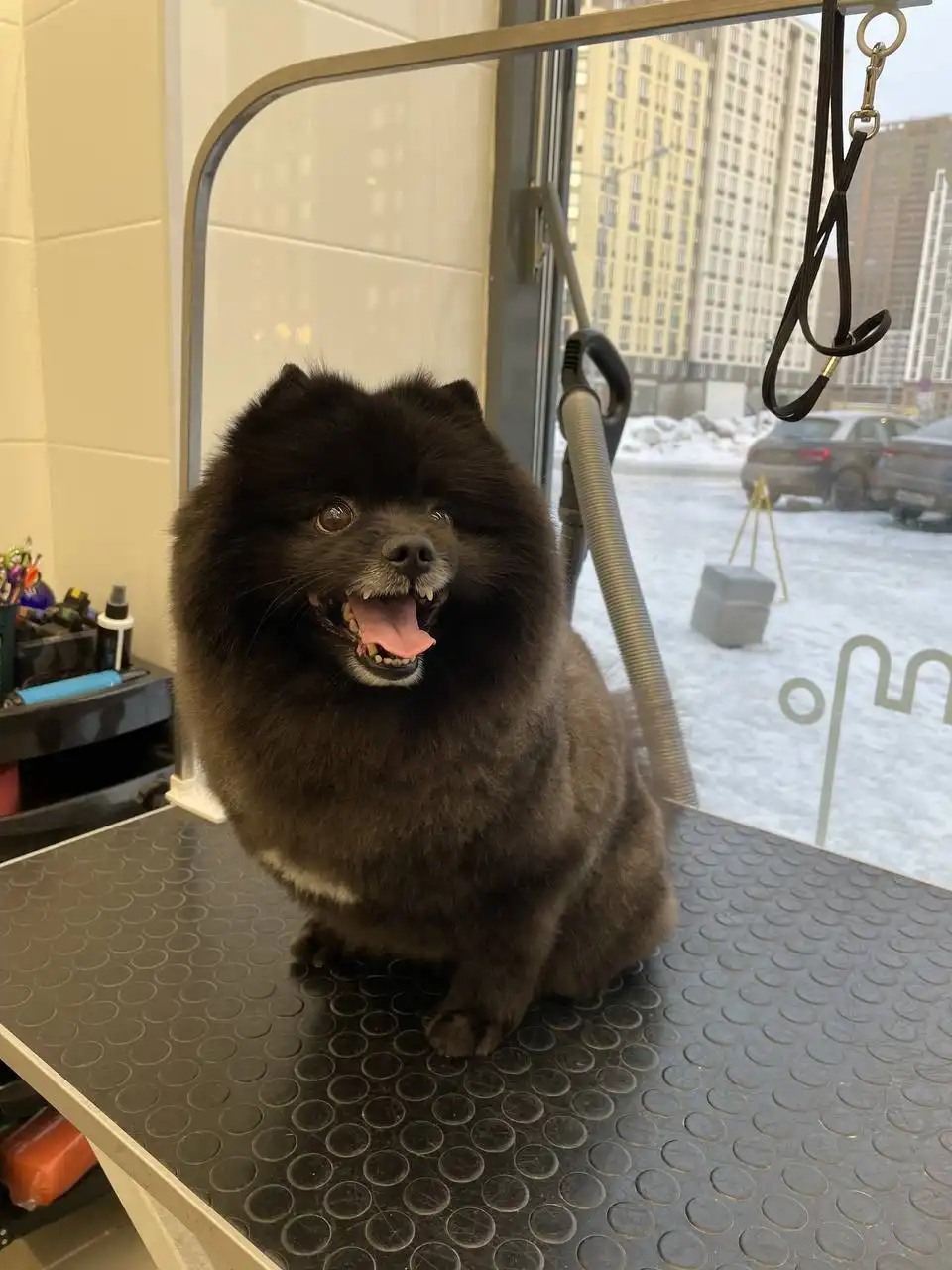 Груминг студия и зоомагазин