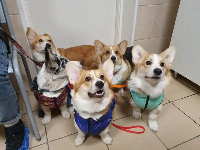 Груминг студия и зоомагазин