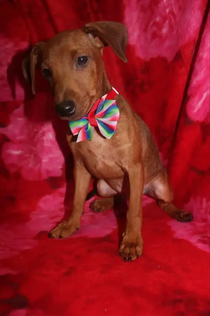 Продаются щенки породы цвергпинчер - Животные в Люберцы