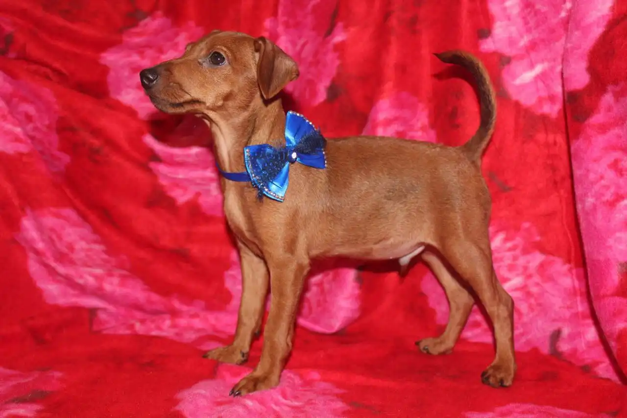 Продаются щенки породы цвергпинчер