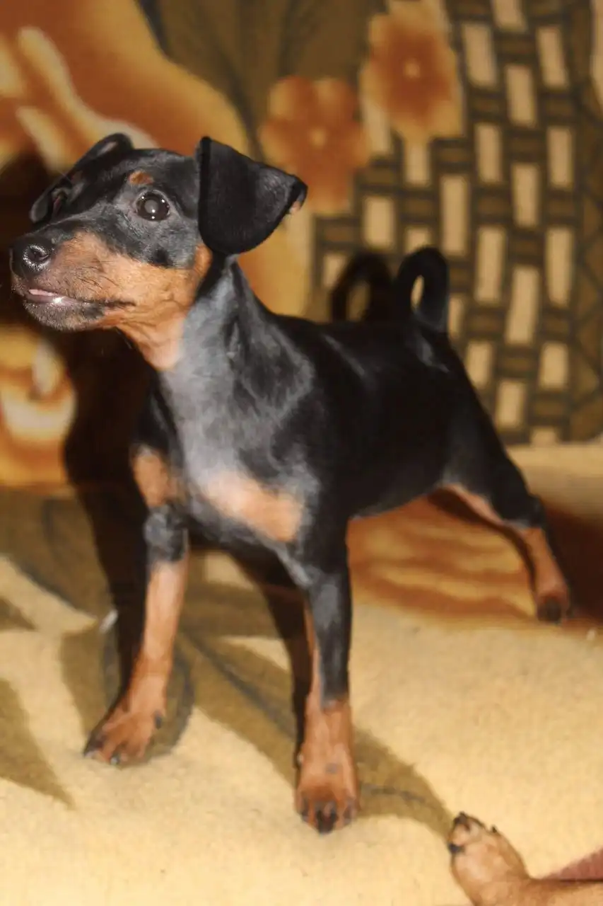 Продаются щенки породы цвергпинчер