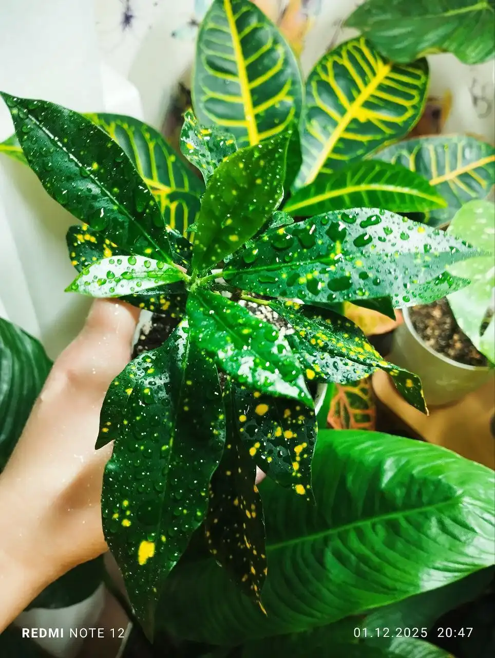 Кротон - яркий кустик с горшочком