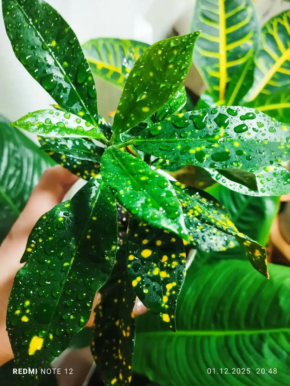 Кротон - яркий кустик с горшочком