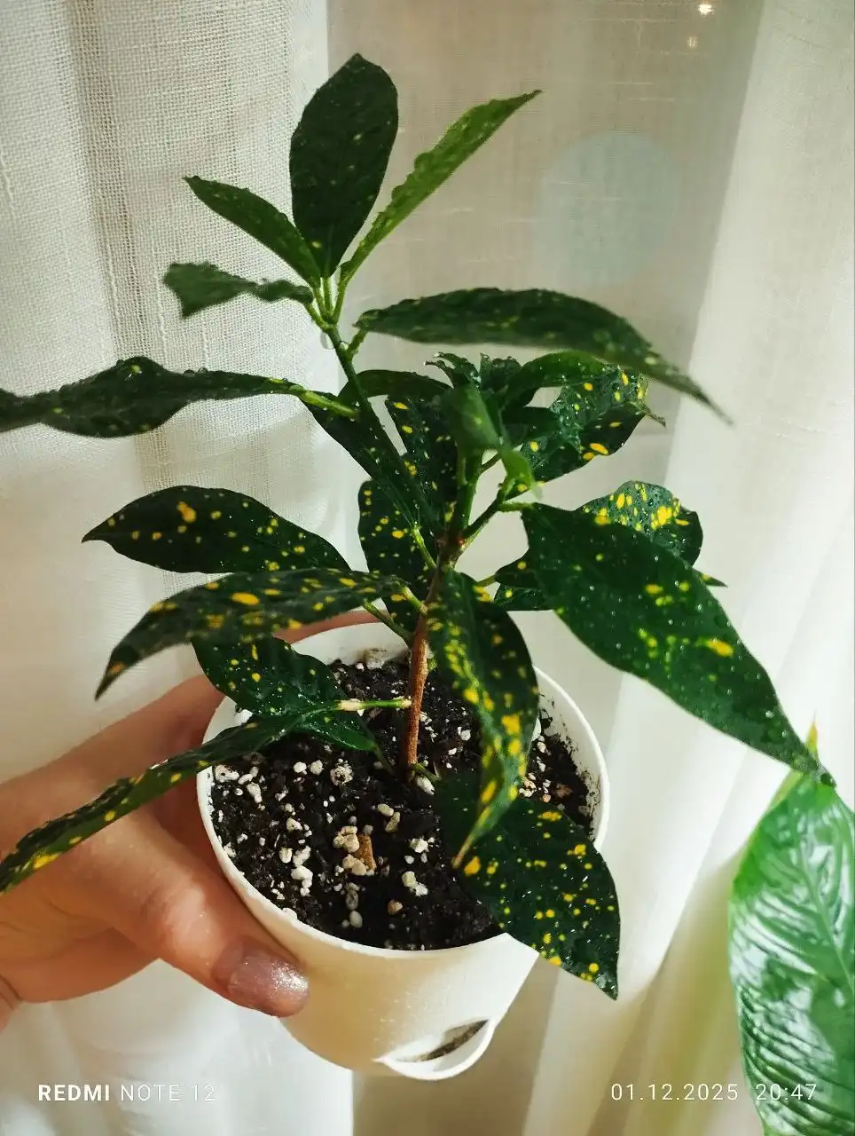 Кротон - яркий кустик с горшочком