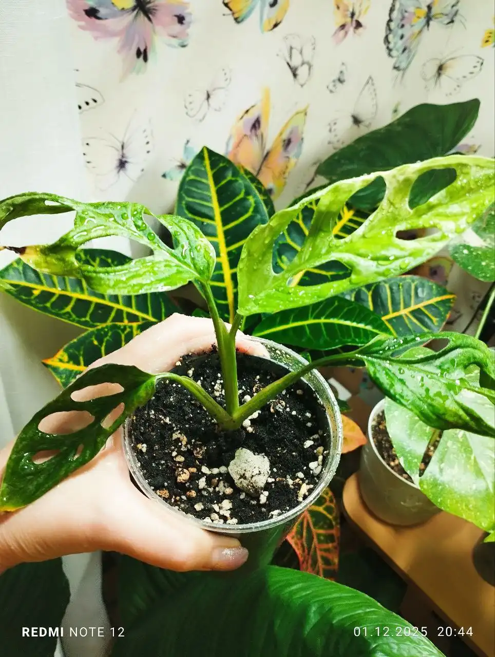 Монстера Адансона