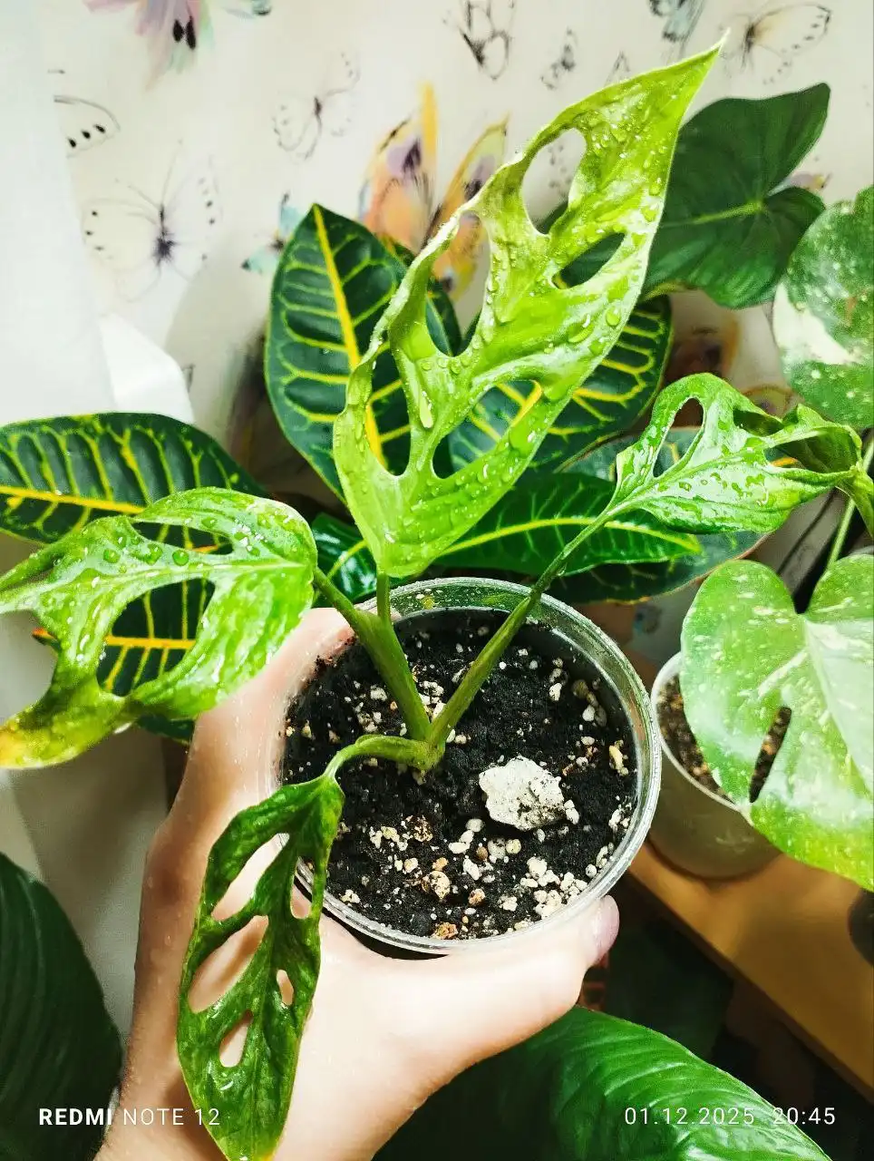 Монстера Адансона