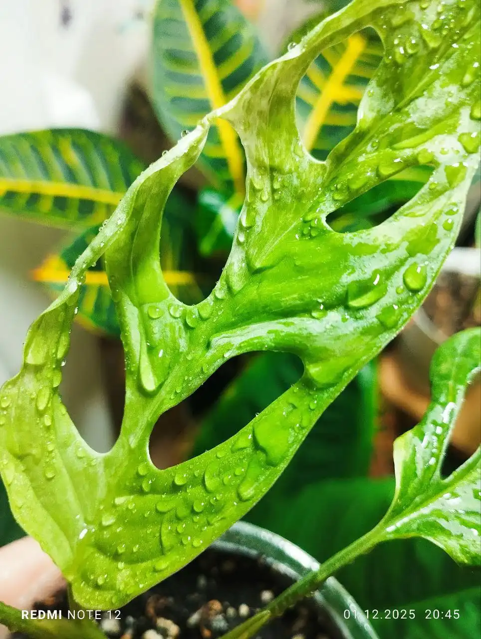 Монстера Адансона