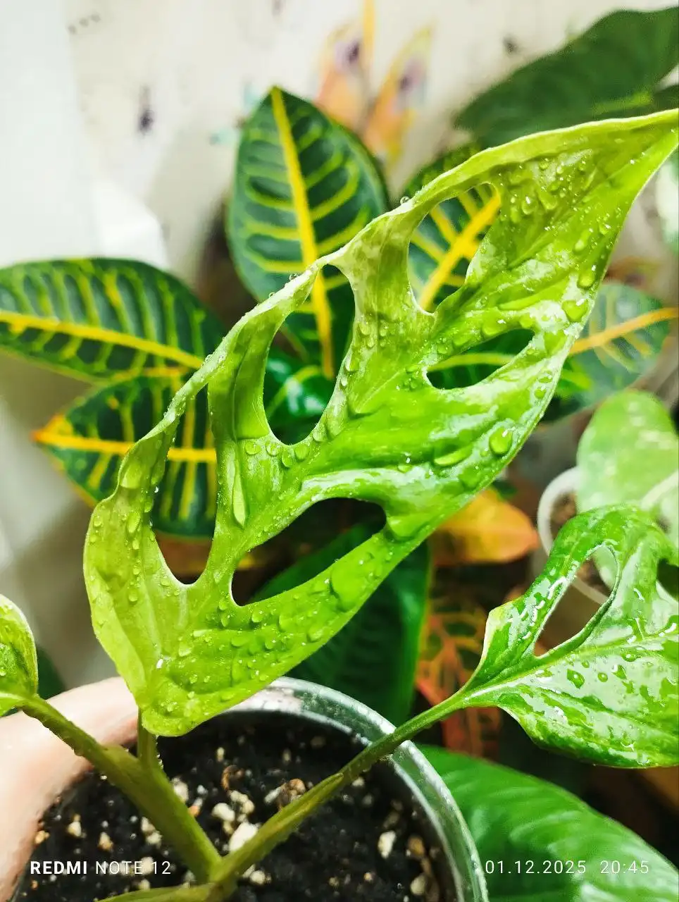 Монстера Адансона