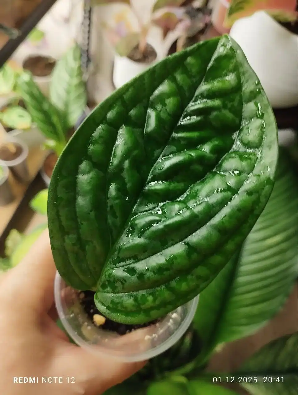 Монстера Перу