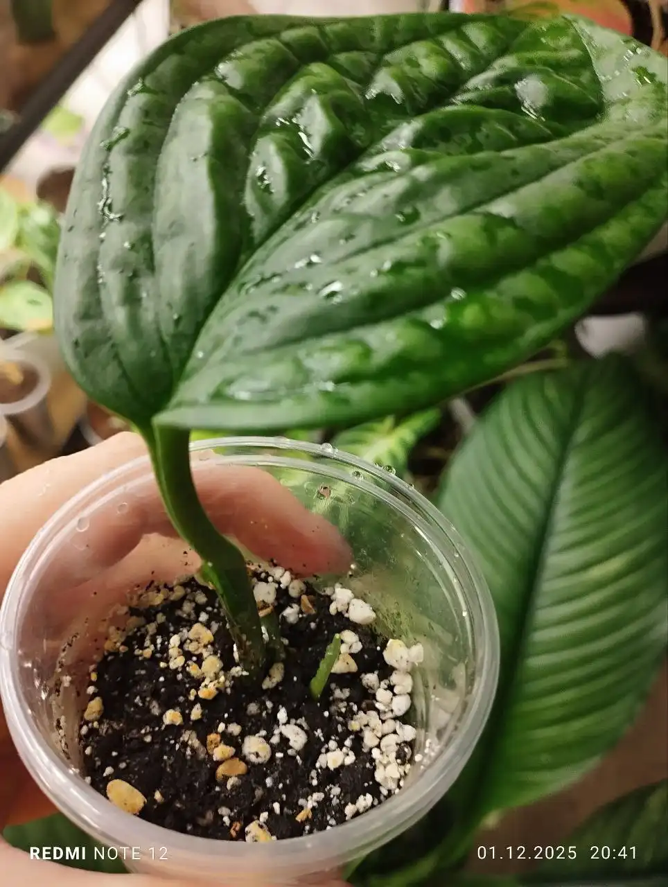 Монстера Перу