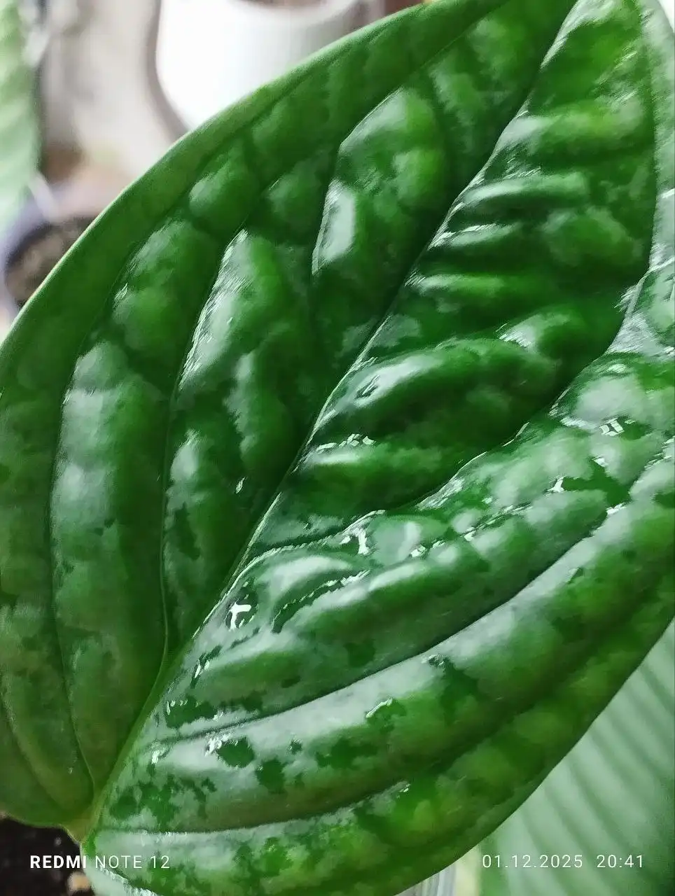 Монстера Перу