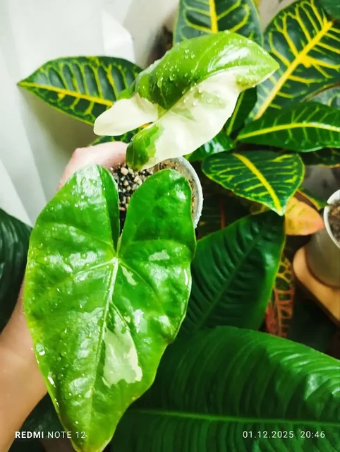 Алоказия Флемингиана - Хобби и отдых в Люберцы