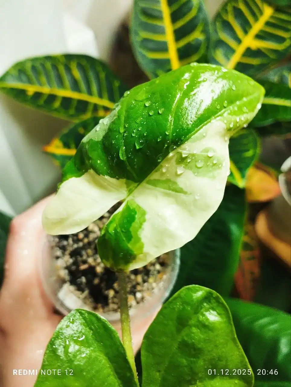 Алоказия Флемингиана