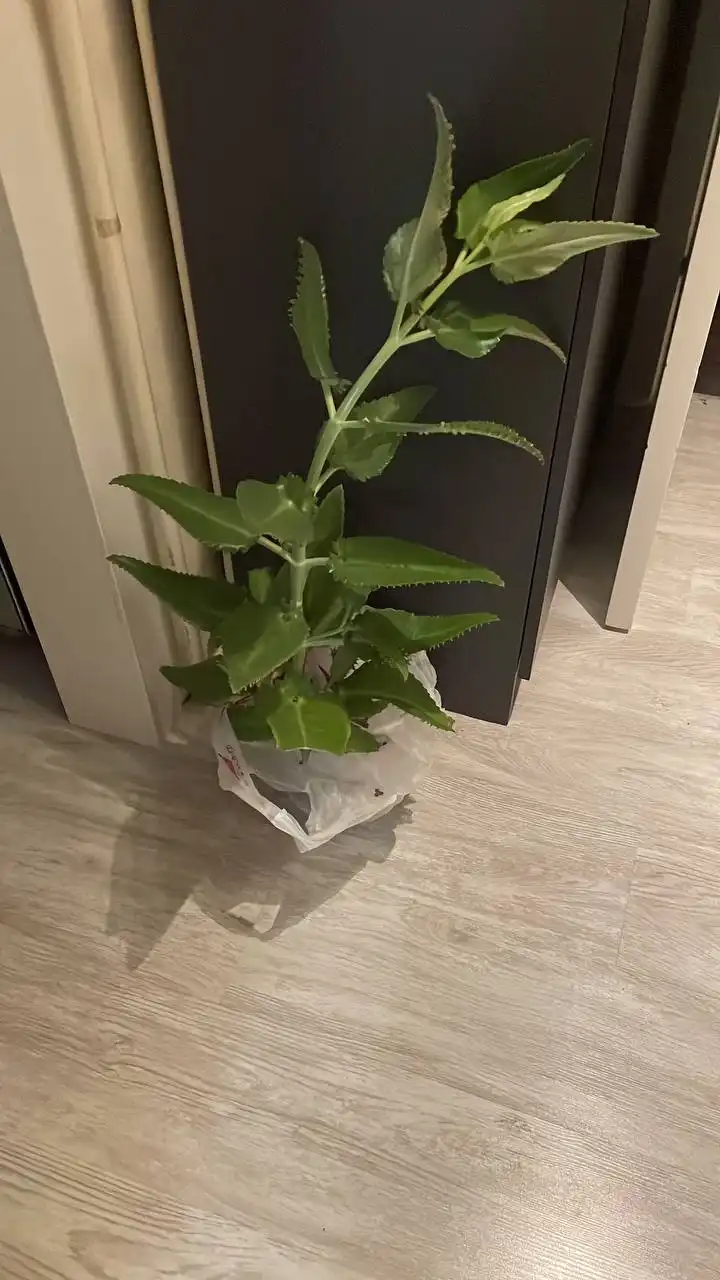 Каланхое лечебное