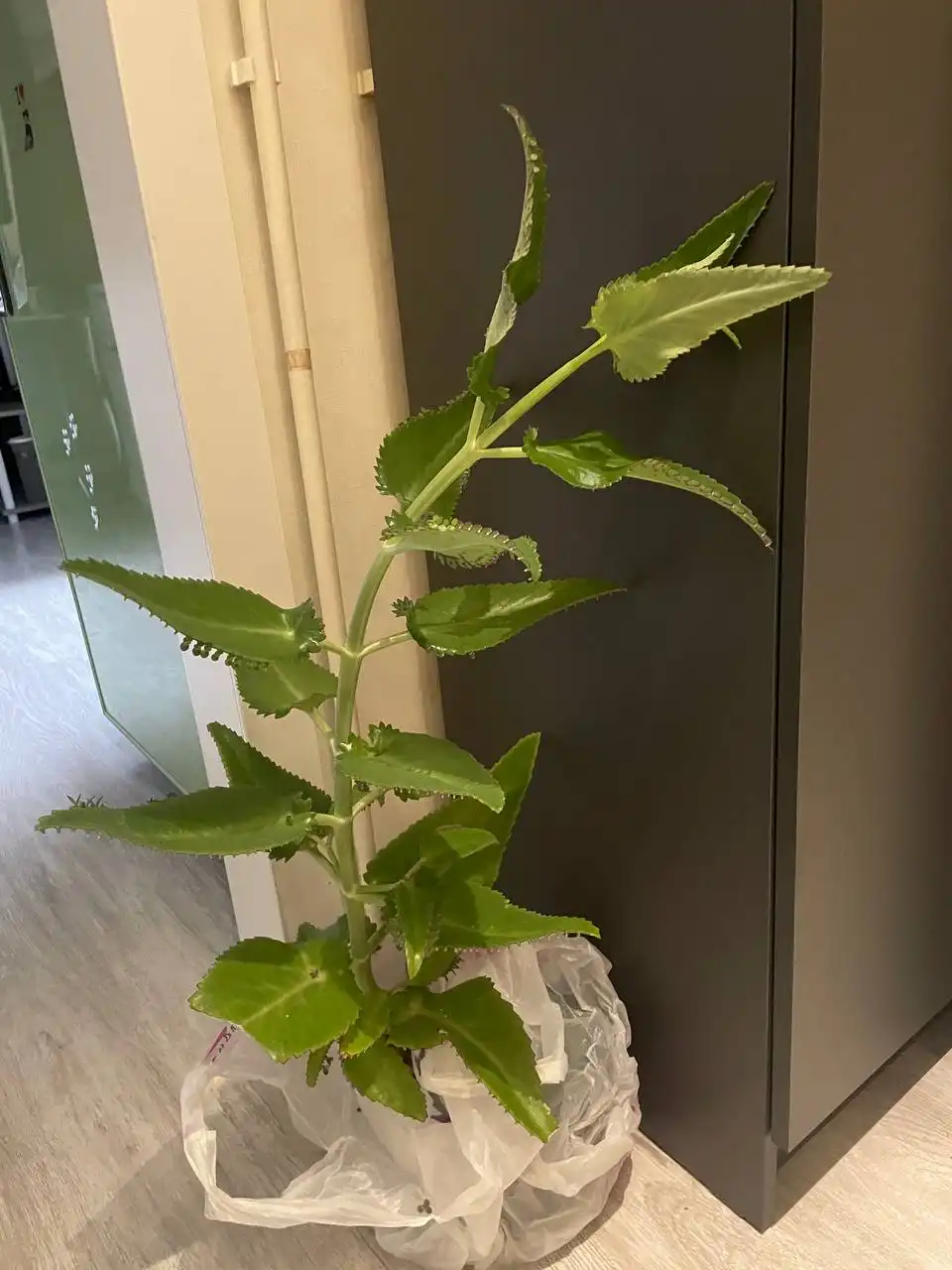 Каланхое лечебное