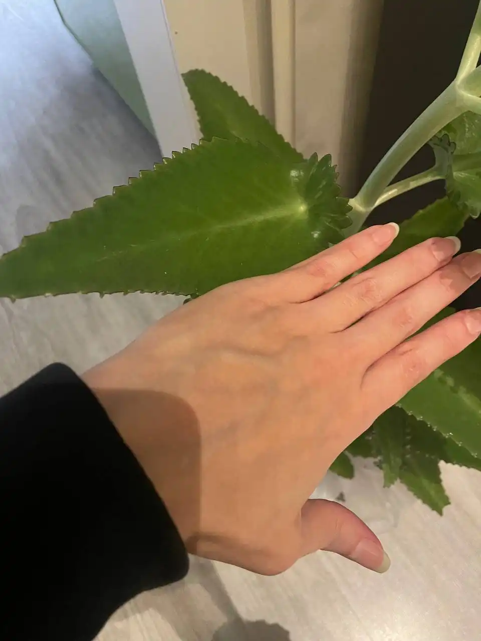 Каланхое лечебное