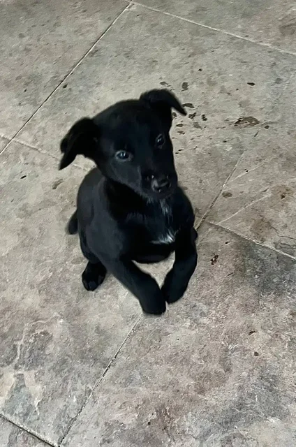 Щенки метисы русского охотничьего спаниеля - Животные в Люберцы