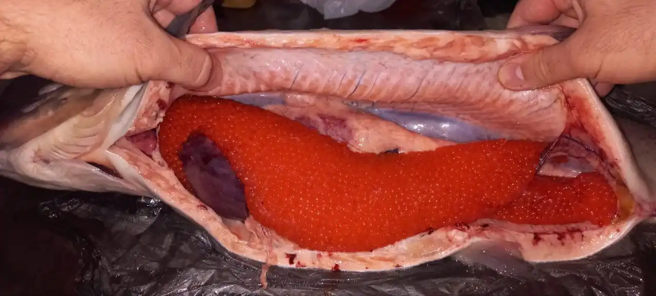 Форель икорная Премиум из Осетии