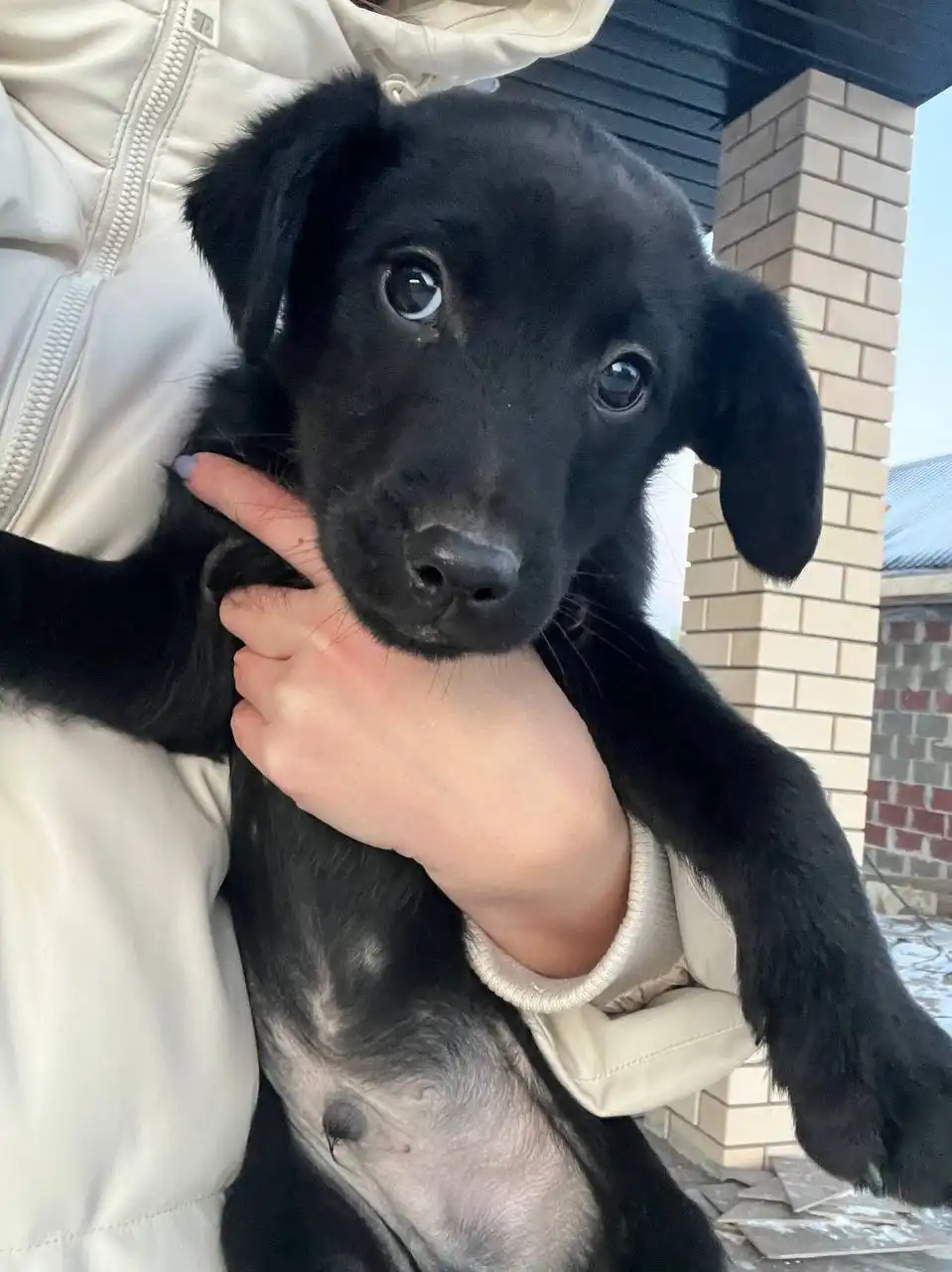 Пристройство двух кобелей 2.5 месяца в добрые руки