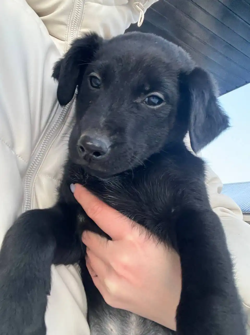 Пристройство двух кобелей 2.5 месяца в добрые руки