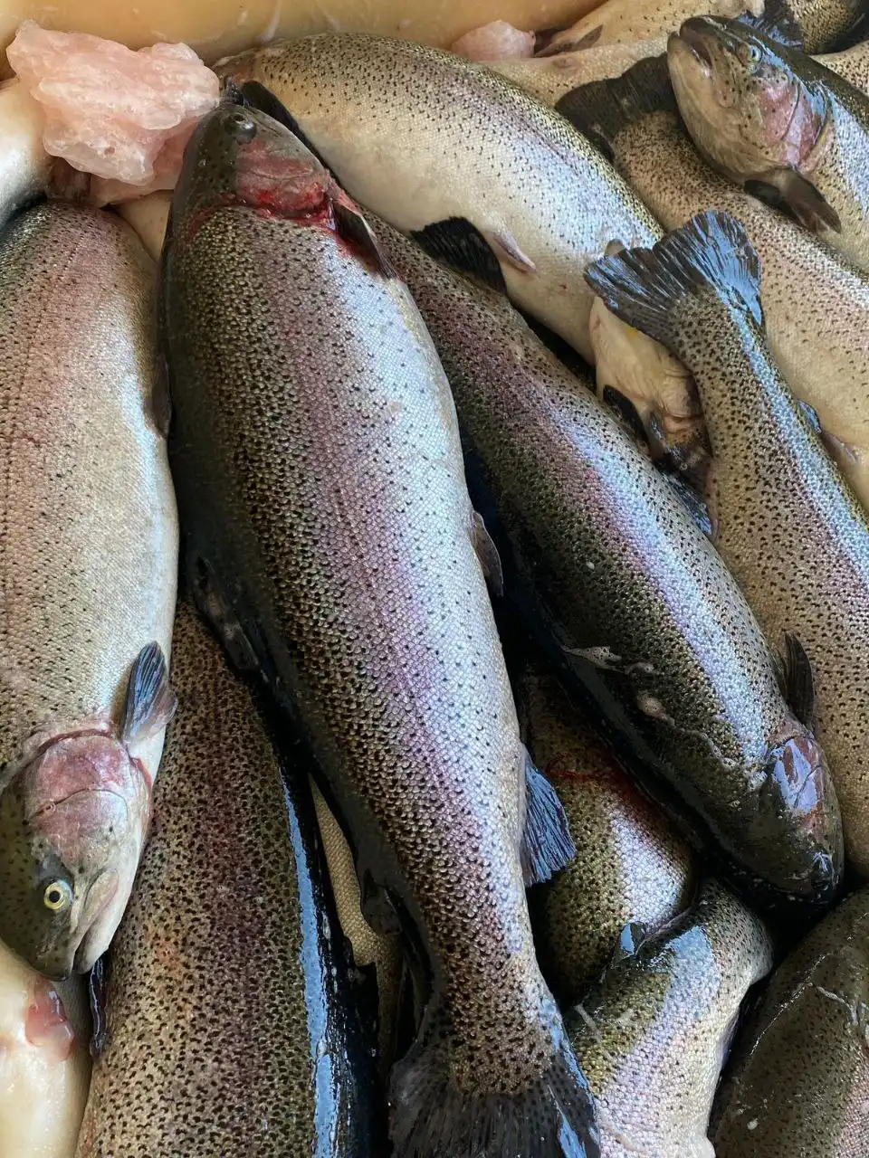 Форель икорная Премиум Осетия