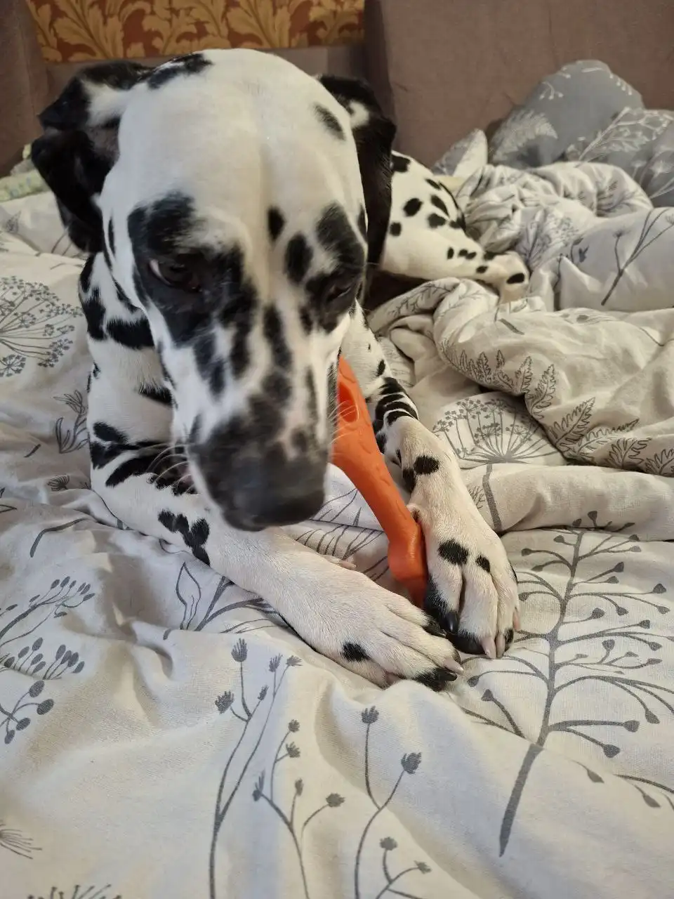 Щенок Оливер в заботливые руки