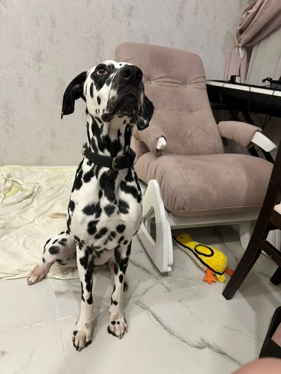 Щенок Оливер в заботливые руки