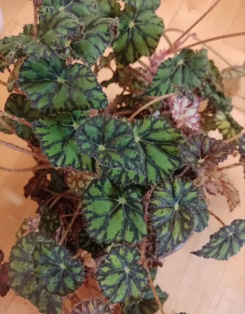 Отдам даром - частное объявление в Люберцы