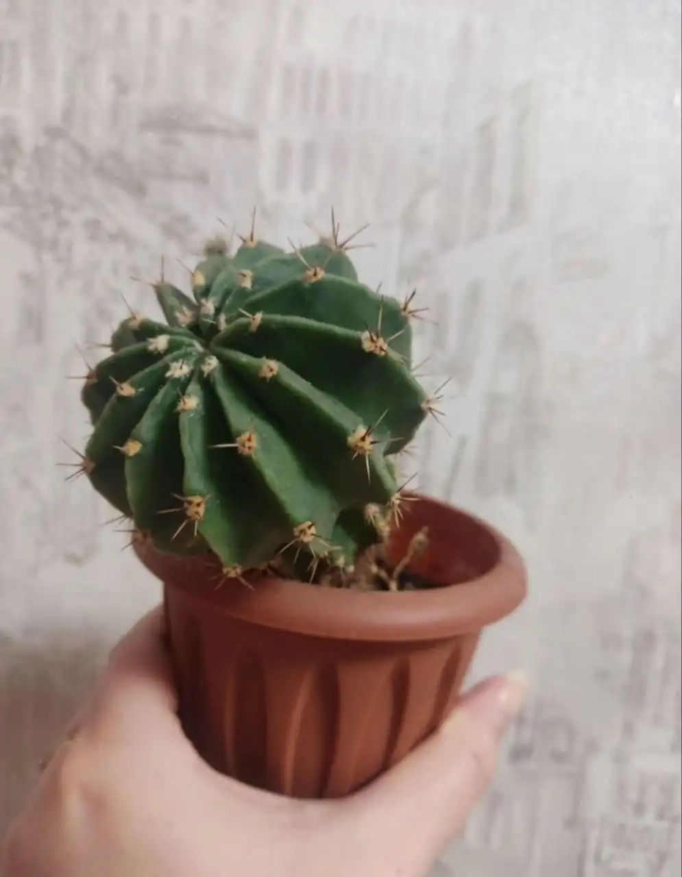 Отдам даром