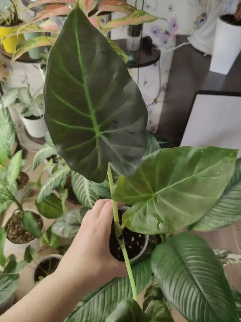 Алоказия Регал Шилдс - Комнатные растения в Некрасовка