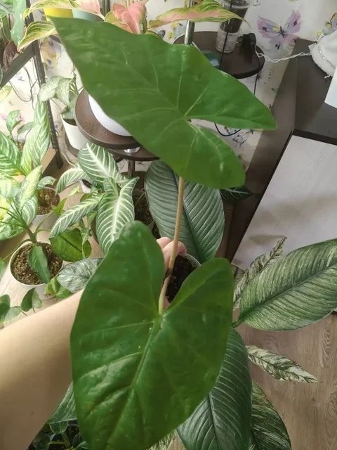 Алоказия Макрориза клубни - Комнатные растения в Люберцы