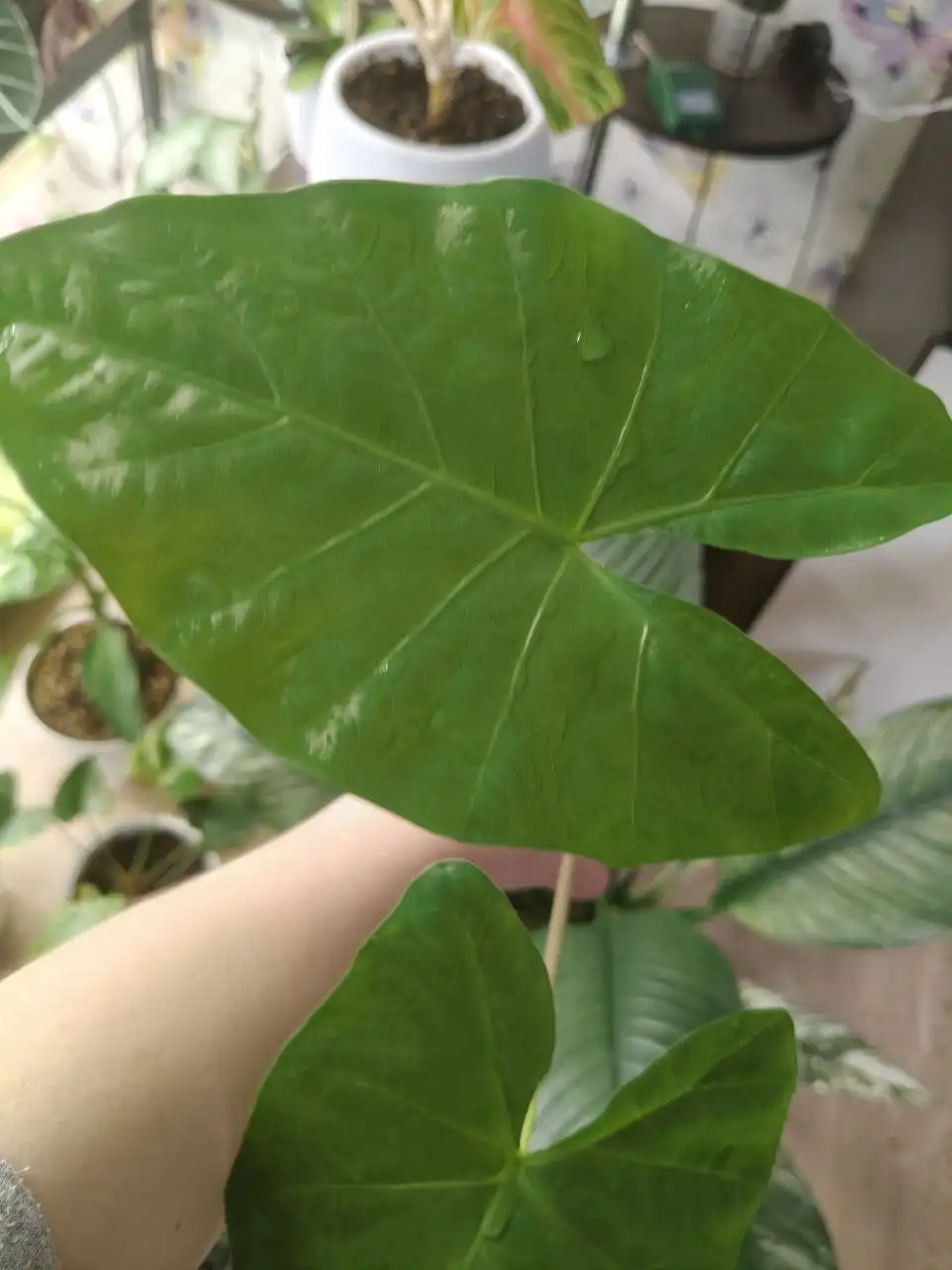 Алоказия Макрориза клубни - Растения (Хобби и отдых) в Люберцы