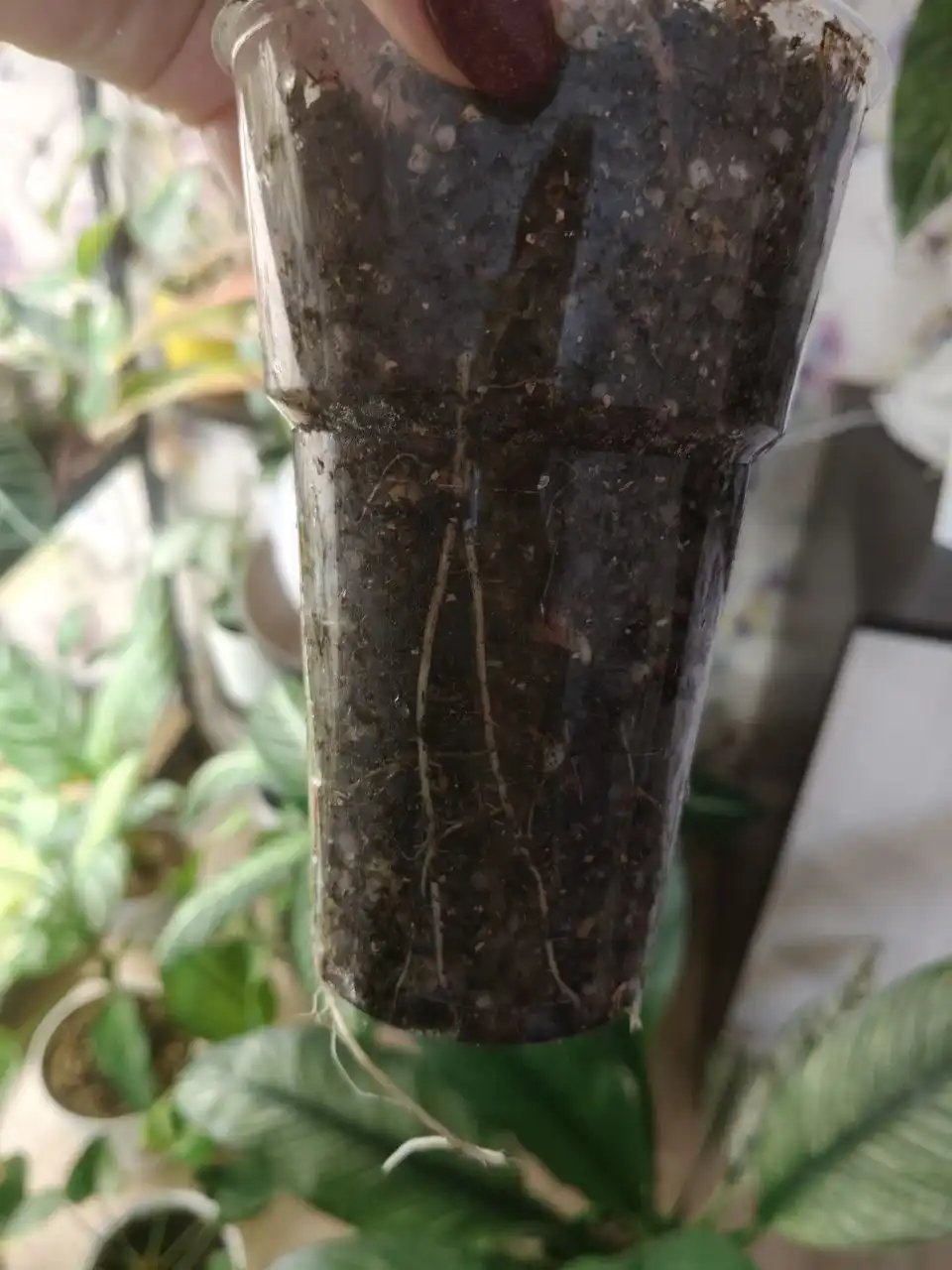 Алоказия Макрориза клубни - Растения (Хобби и отдых) в Люберцы