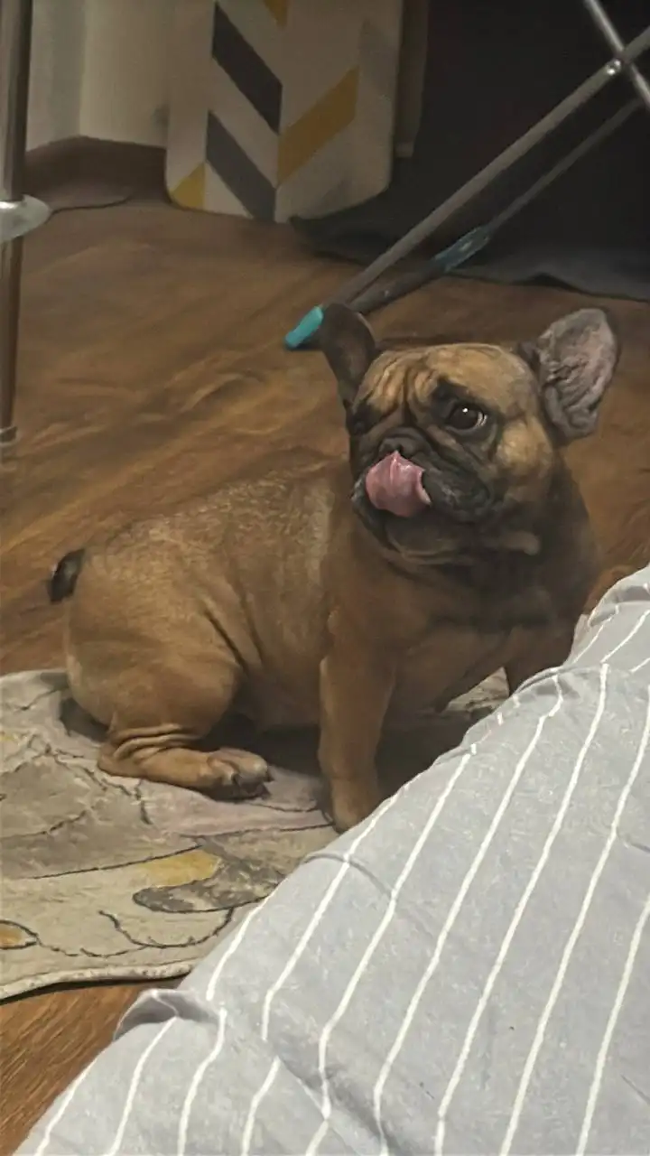 Французский бульдог в добрые руки - Собаки (Животные) в Люберцы