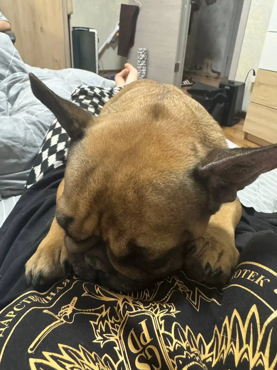 Французский бульдог в добрые руки - Собаки (Животные) в Люберцы