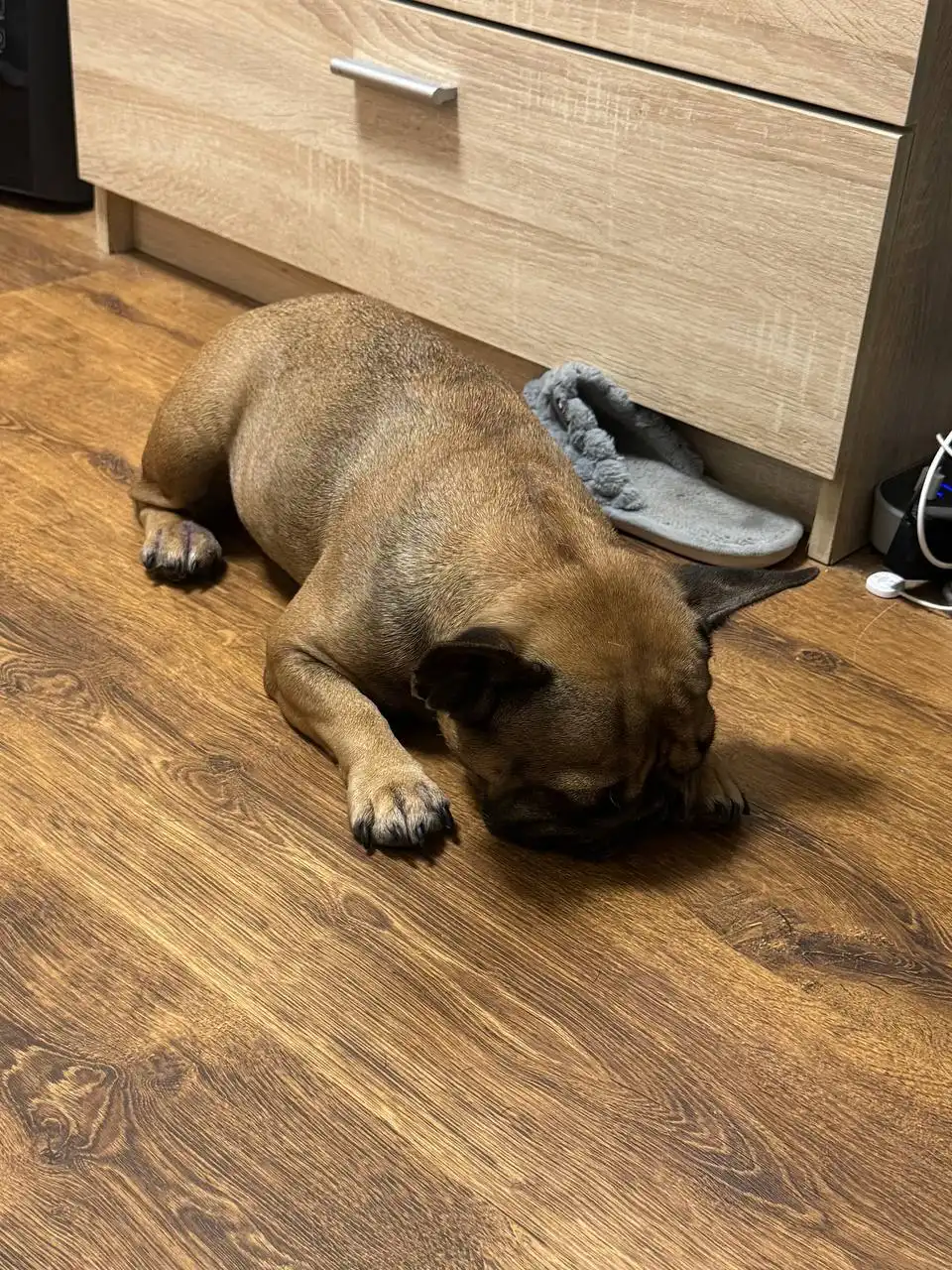 Французский бульдог в добрые руки - Собаки (Животные) в Люберцы