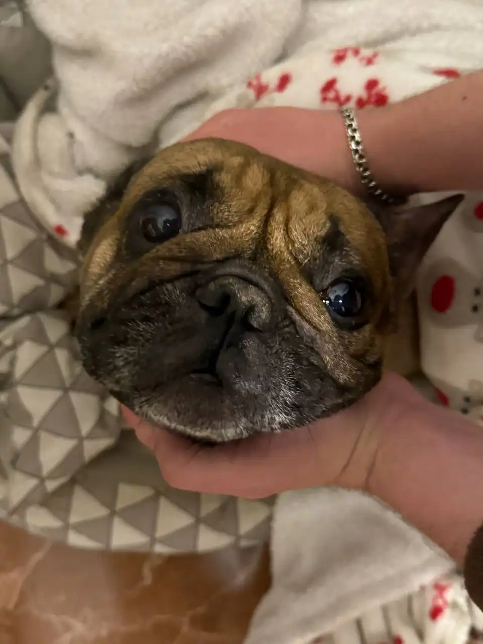 Французский бульдог в добрые руки - Собаки (Животные) в Люберцы