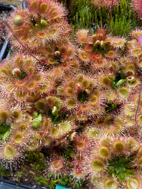 Геммы хищных растений Росянка карликовая - Автоспорт в Люберцы