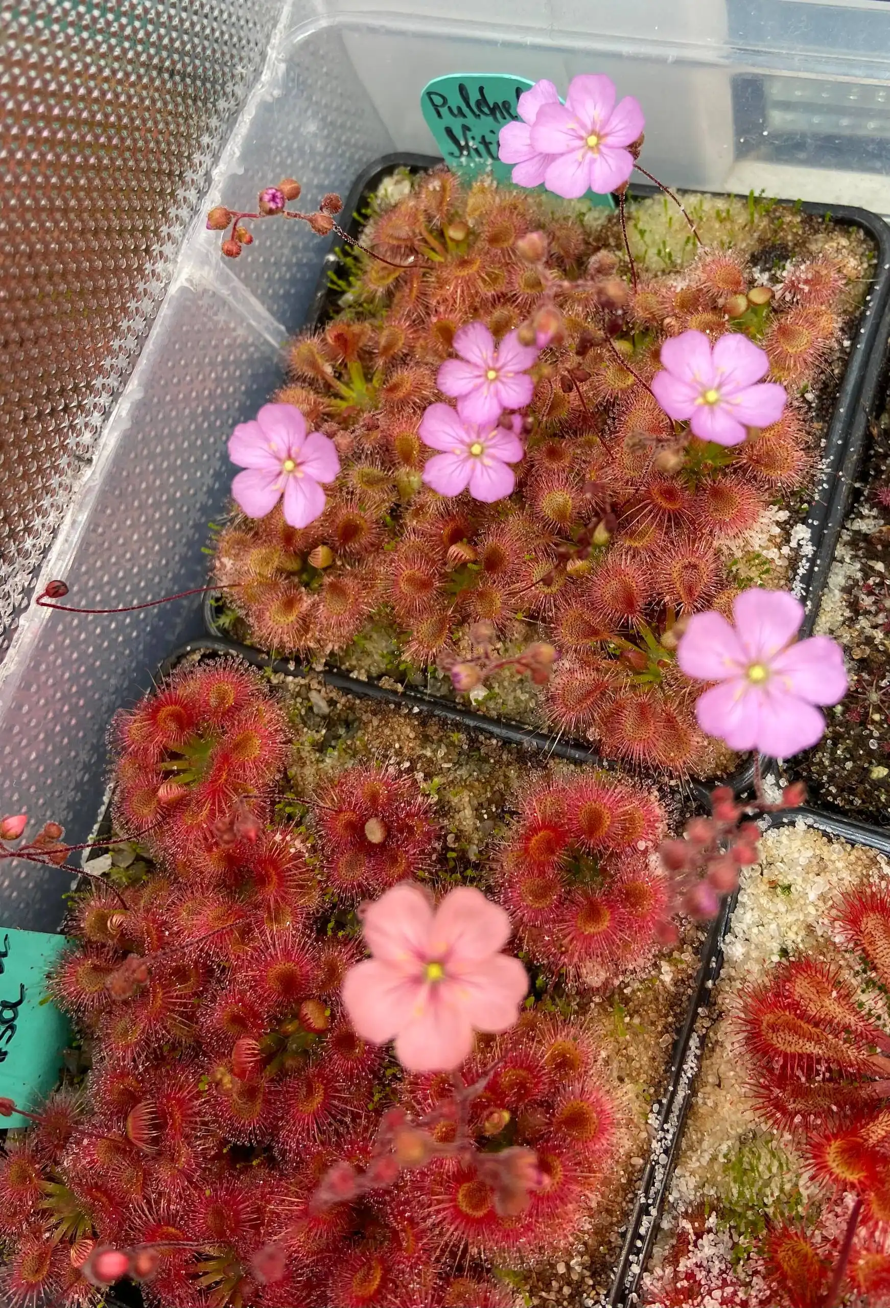 Геммы хищных растений Росянка карликовая - Растения (Хобби и отдых) в Люберцы