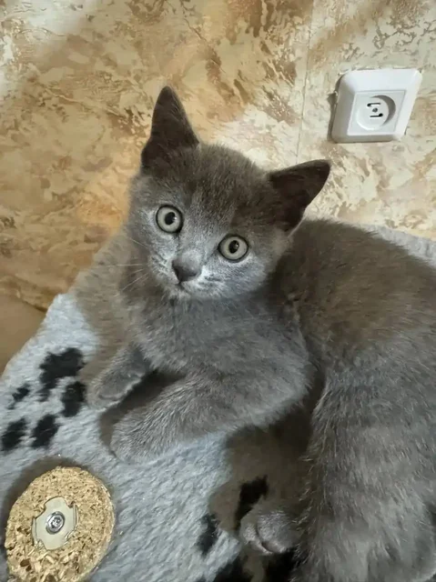 Котята британцы 2 месяца - Товары для животных в Люберцы