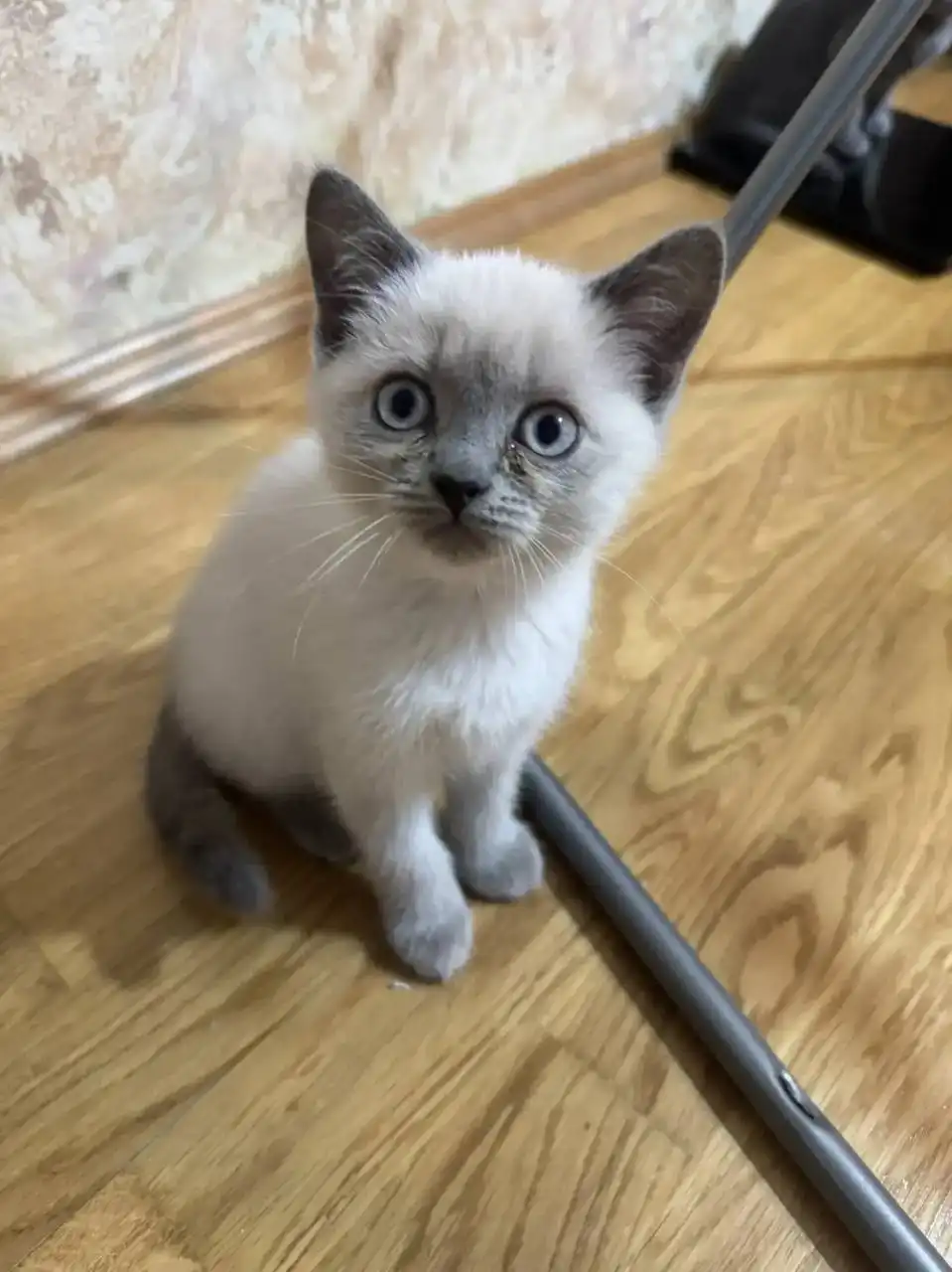 Котята британцы 2 месяца - Кошки (Животные) в Люберцы