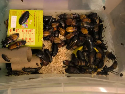 Мадагаскарские шипящие тараканы - Товары для животных в Люберцы