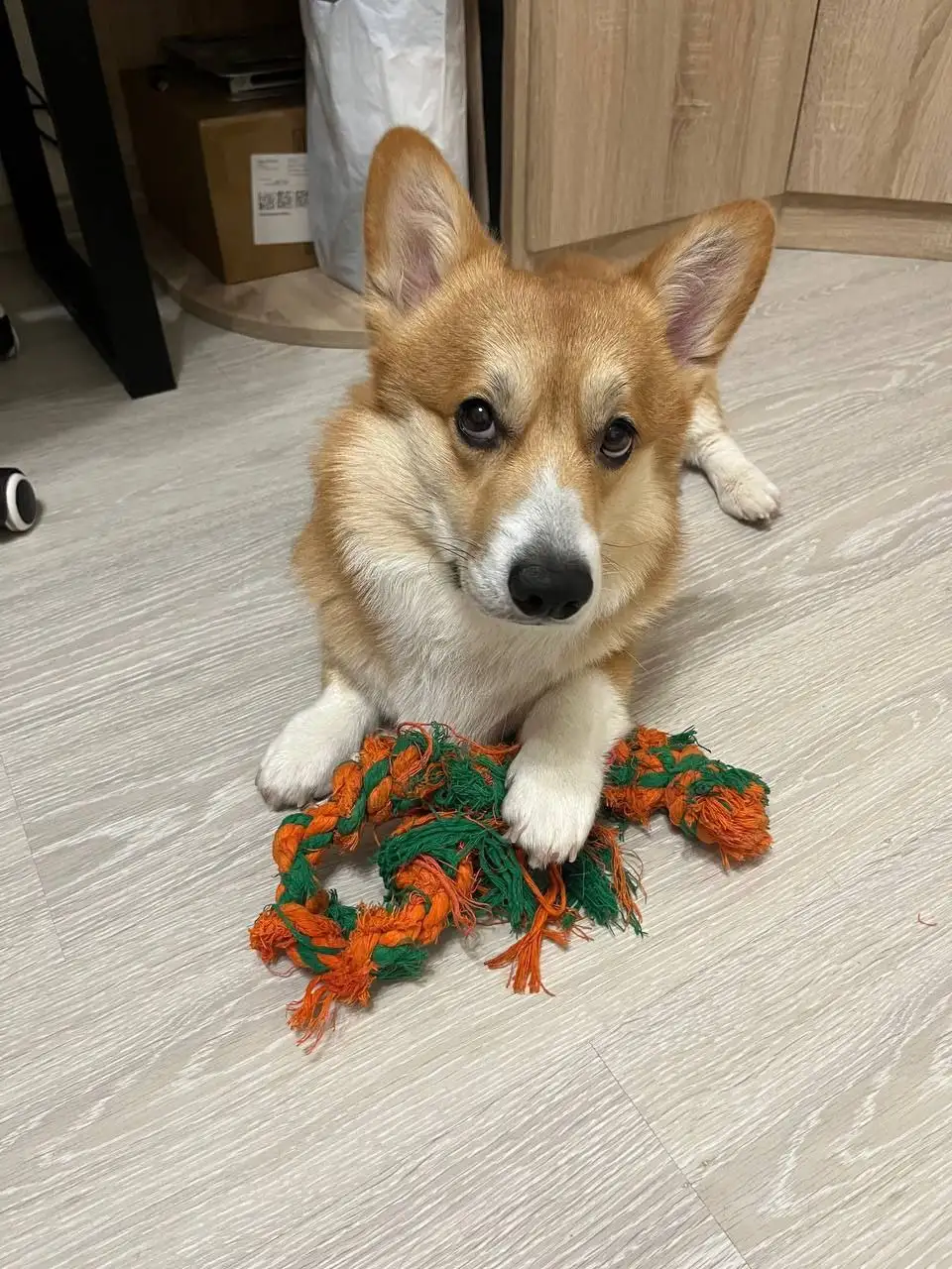 Корги Денни ищет дом - Собаки (Животные) в Люберцы