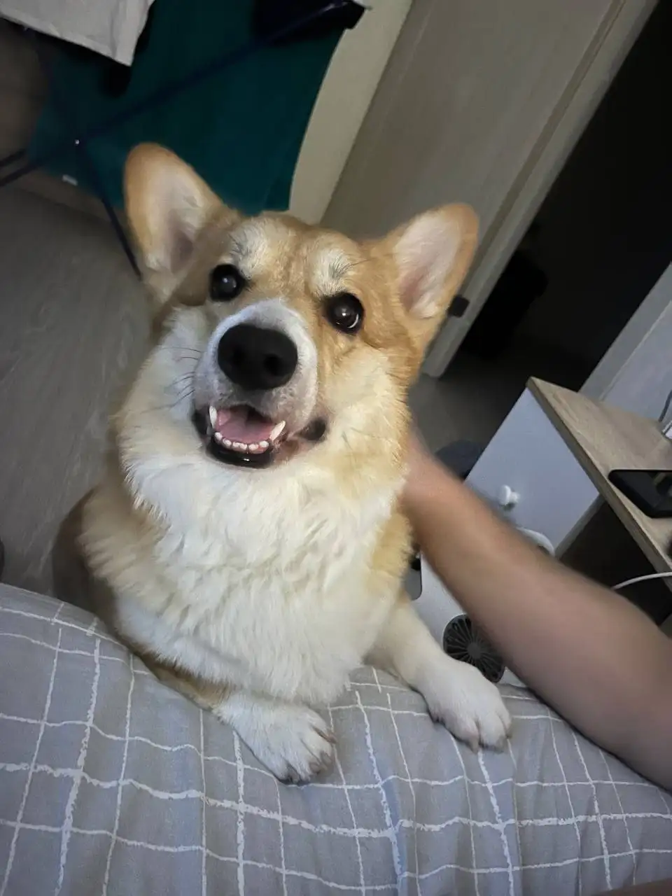 Корги Денни ищет дом - Собаки (Животные) в Люберцы