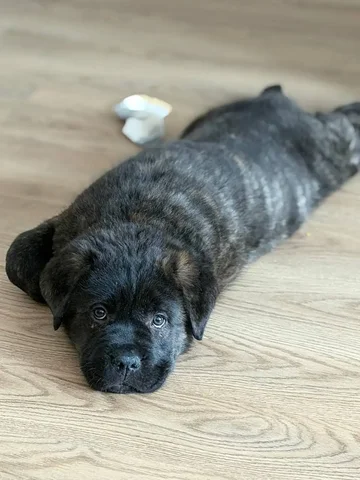 Продам щенка кане-корса мальчика 3 месяца - Животные в Люберцы