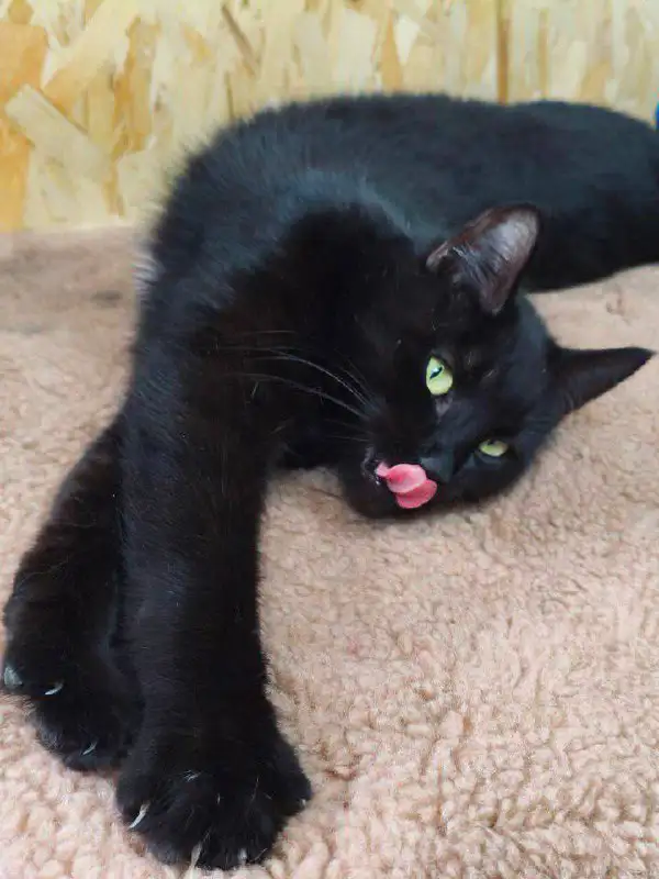 Кошечка после стерилизации ищет дом - Кошки (Животные) в Люберцы