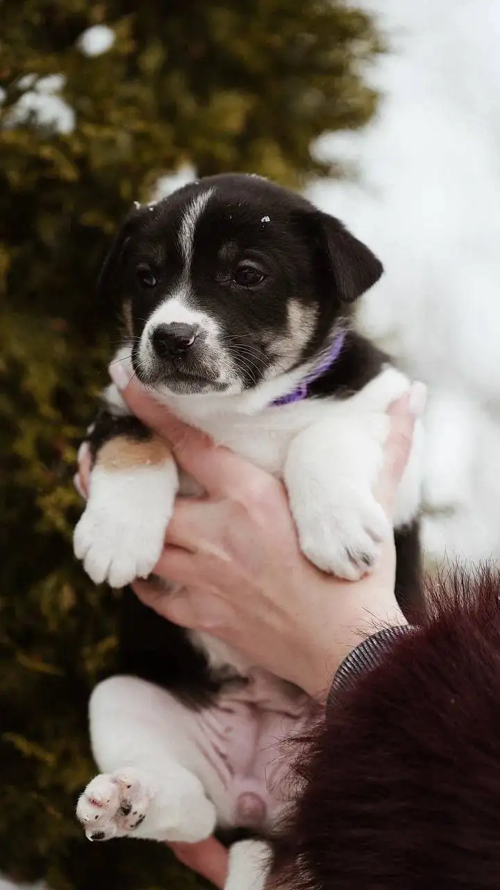 Щенок Халуми ищет дом - Собаки (Животные) в Люберцы