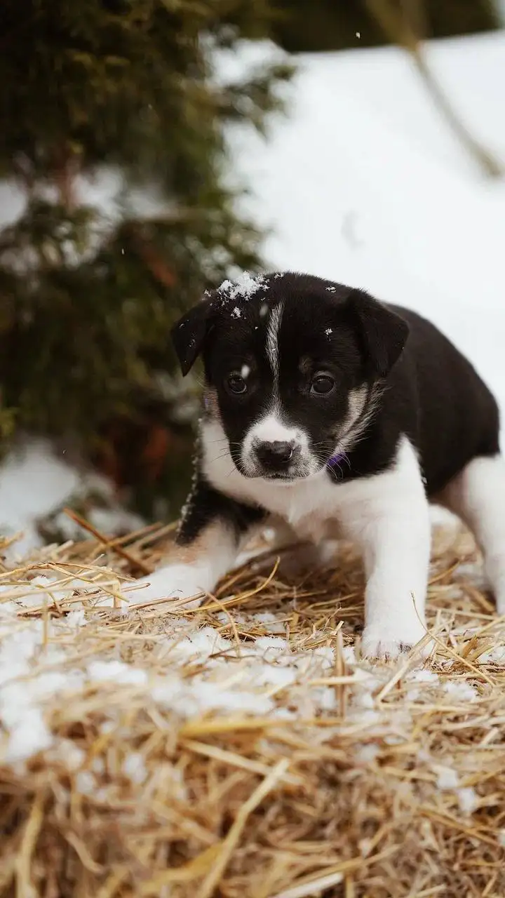 Щенок Халуми ищет дом - Собаки (Животные) в Люберцы