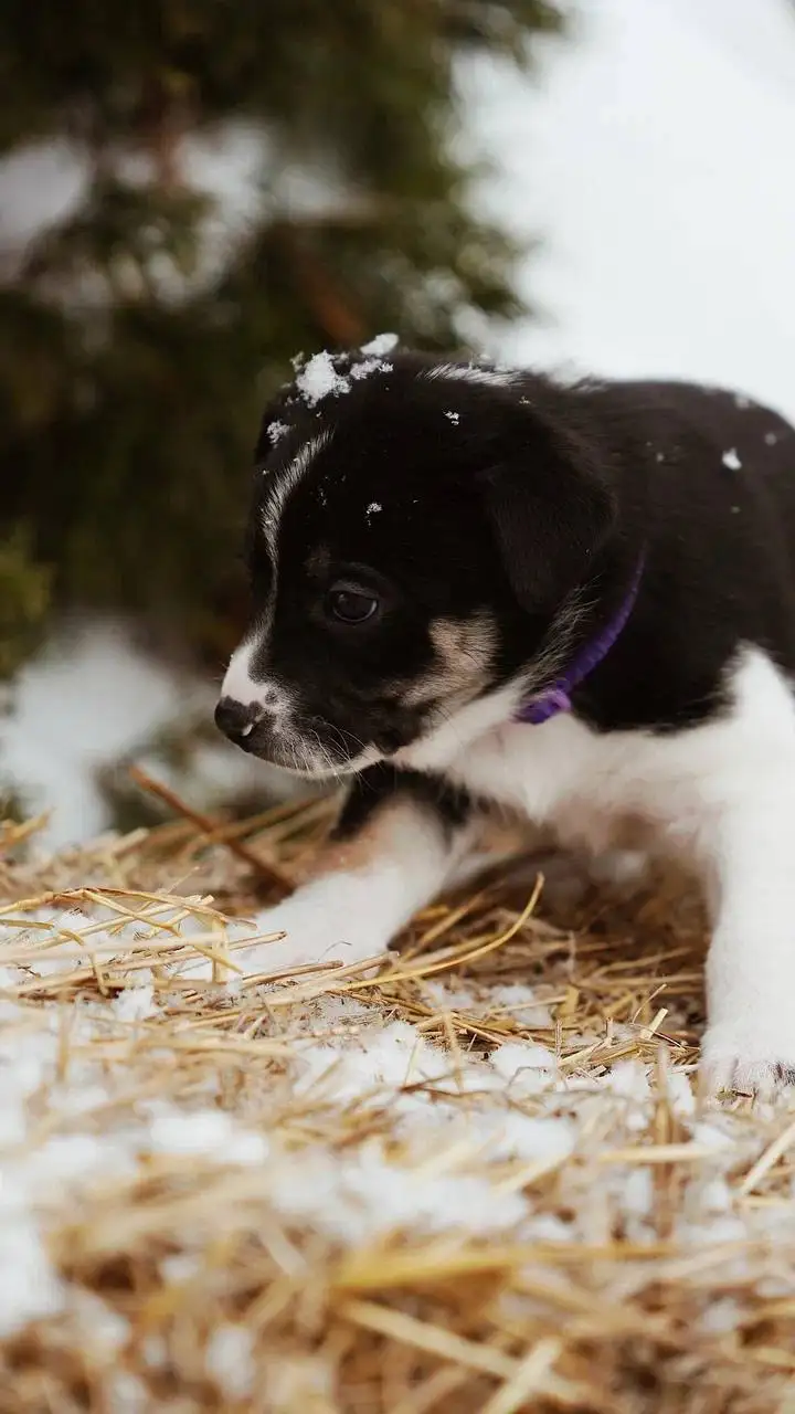 Щенок Халуми ищет дом - Собаки (Животные) в Люберцы