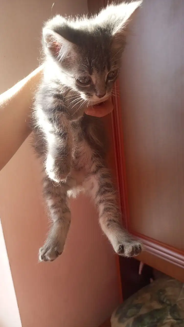 Продажа котенка девочки 2 месяца - Кошки/Котята (Животные) в Люберцы